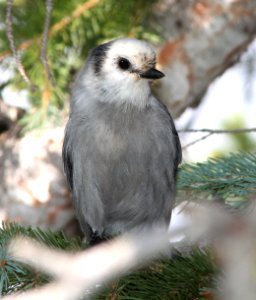 634 - CANADA JAY (8-24-12) dunton meadow, near lizard head, dolores co, co  (6)