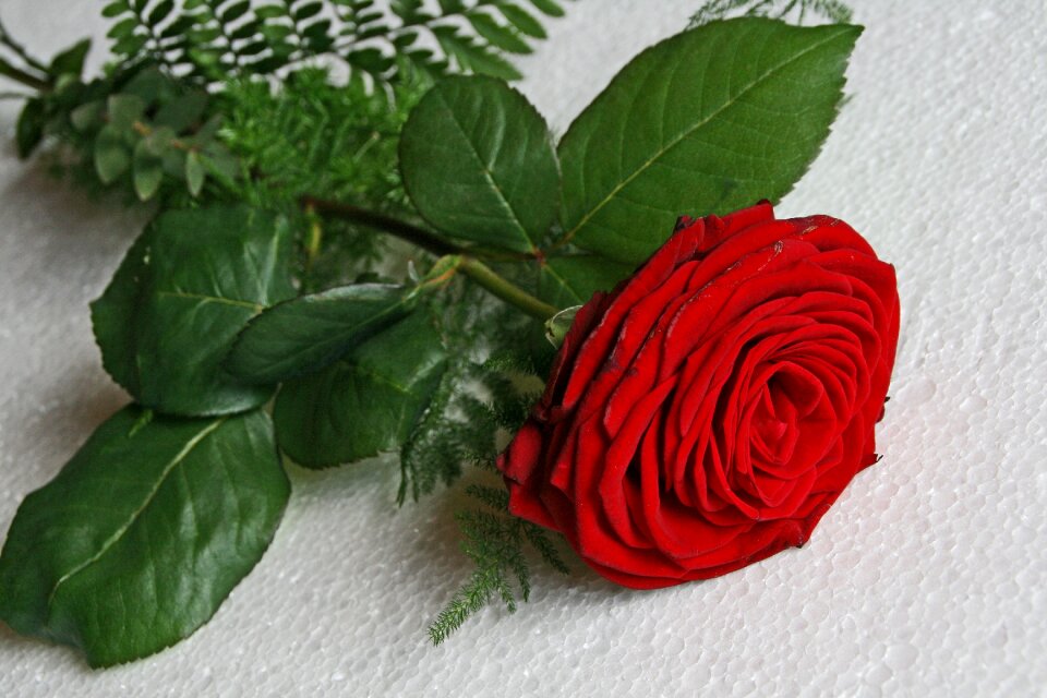 Rose blooms red gift