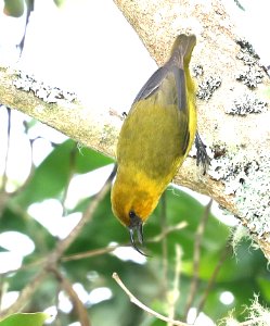 AKIAPOLA'AU (8-30-2017) hakalau forest national wildlife refuge, hawaii co, hawaii -08 male