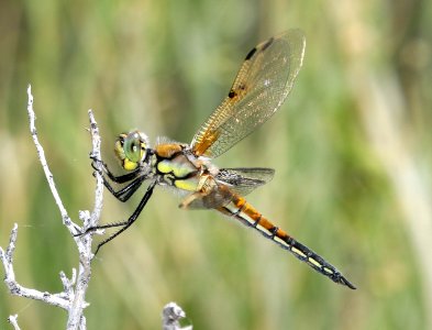 SKIMMER, FOUR-SPOTTED (Libellula quadrimaculata) (7-1-2017) bicknell bottoms, bicknell, wayne co, ut (1)