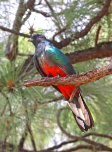 515 - EARED QUETZEL (6-13-2020) 31.8803, -109.2189,  fr42a, herb martyr rd, chiricahua mts, cochise co, az (9)
