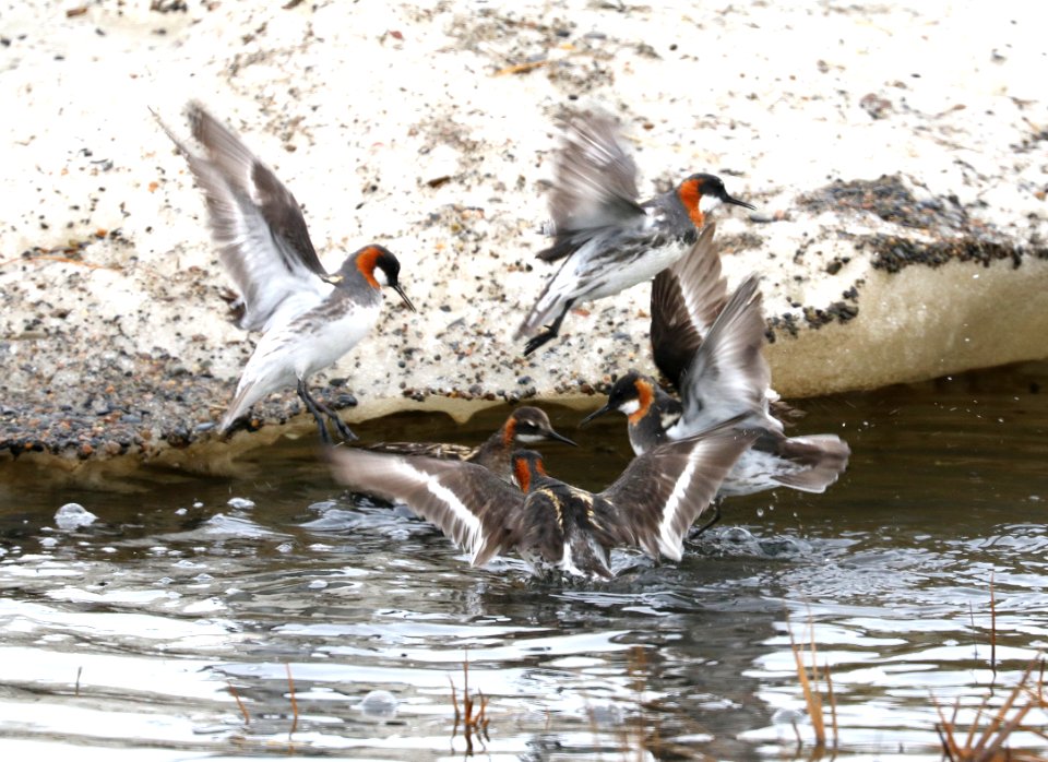 341 - RED-NECKED PHALAROPE (6-15-2016) barrow, alaska -18