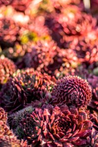 Sempervivum Deep Fire
