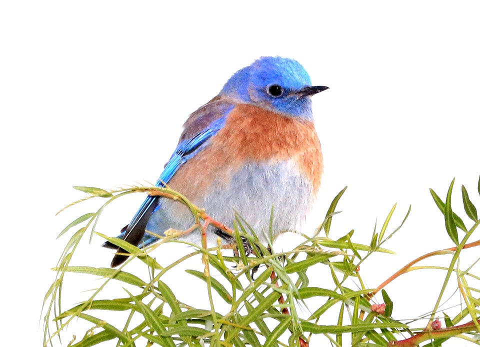 735 - WESTERN BLUEBIRD (12-23-2017) morro bay, san luis obispo co, ca -07