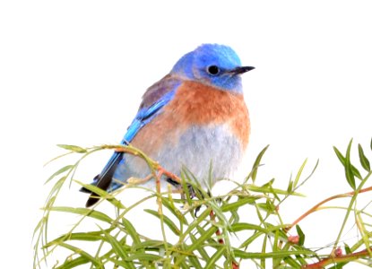 735 - WESTERN BLUEBIRD (12-23-2017) morro bay, san luis obispo co, ca -07