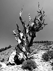 INYO BRISTLECONES & CAMPSITE (8-13-2017) - 03 BW2