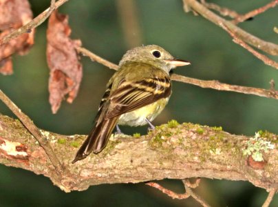 576 - ACADIAN FLYCATCHER (6-10-2017) sumpter nat forest, near spartenburg, sc- 04