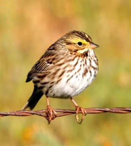 883 - SAVANNAH SPARROW (4-20-08) carrizo plain, slo co, ca (2)