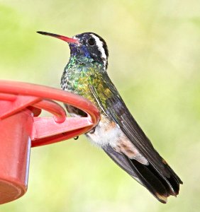 512 - WHITE-EARED HUMMINGBIRD (7-28-09) miller cyn, az  (8)