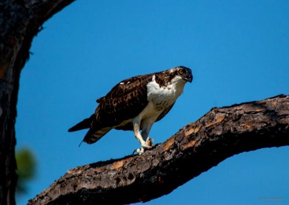 osprey