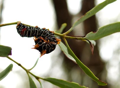 Caterpillar on mistletoe 130606-8687