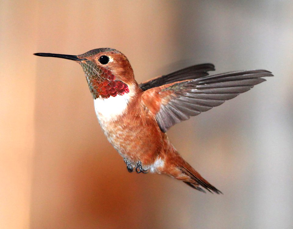 504 -  RUFOUS HUMMINGBIRD (4-2-11) 78 circulo montana, patagonia lake ranch estates, scc, az - (3)