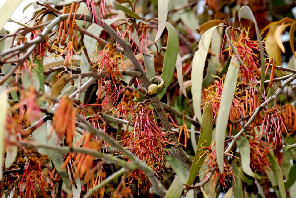 Amyema pendulum 071010-7530