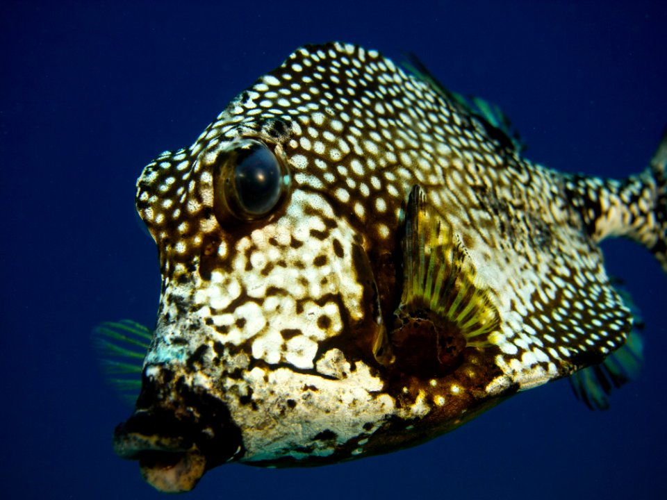 TrunkFishPortrait-1