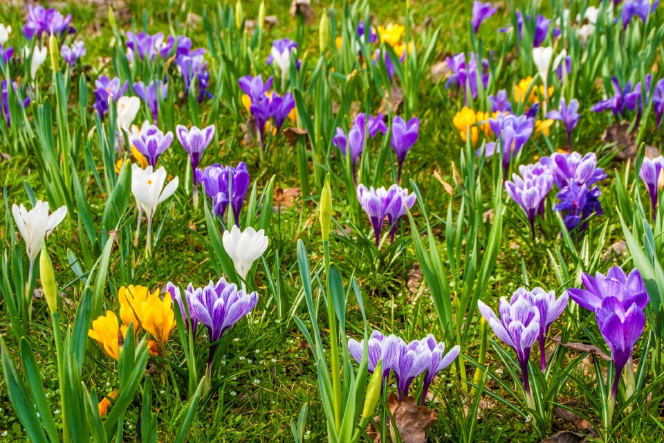 Feather purple violet