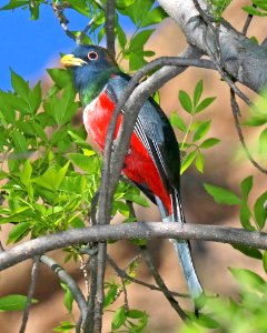 514 - ELEGANT TROGON (4-4-2016) sycamore cyn, atascosa mts, santa cruz co, az -01