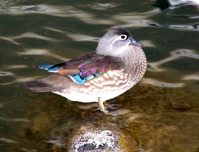 023 - WOOD DUCK (12-18-13) albuquerque, nm -07