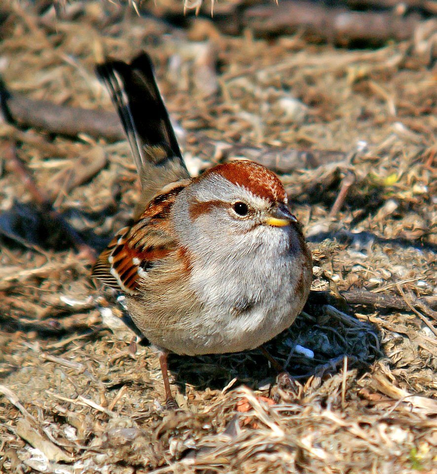 870 - AMERICAN TREE SPARROW (2-11-07) rhode island (4)
