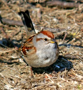 870 - AMERICAN TREE SPARROW (2-11-07) rhode island (4)