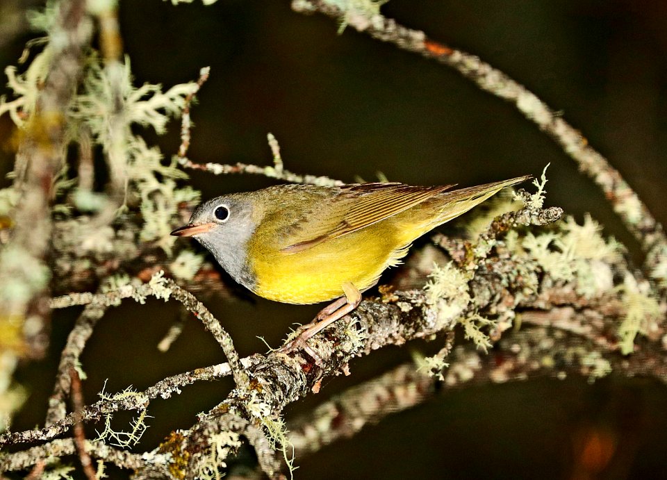 813 - CONNECTICUT WARBLER (6-6-2018) south county line road, bayfield county, wi -04