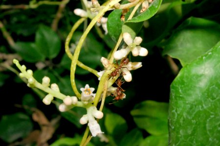 Cuscuta reflexa with weaver ants 050105-4441