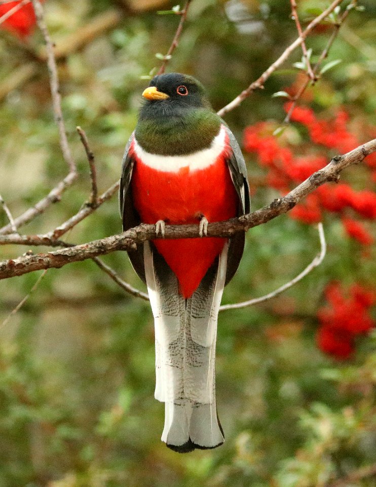 514 - ELEGANT TROGON (1-10-2018) madera picnic area, madera canyon, pima co, az -02