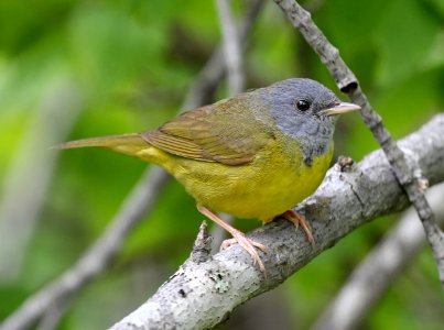 816 - MOURNING WARBLER (6-4-2015) coos co, nh -01 photo