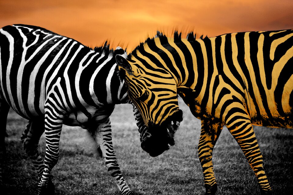 Black wildlife wild