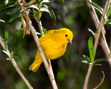 829 - YELLOW WARBLER (4-6-11) patagonia lake state park, scc, az - (3)