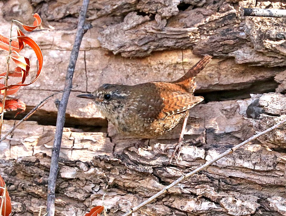 694 - WINTER WREN (2-12-2017) patagonia lake, santa cruz co, az -05