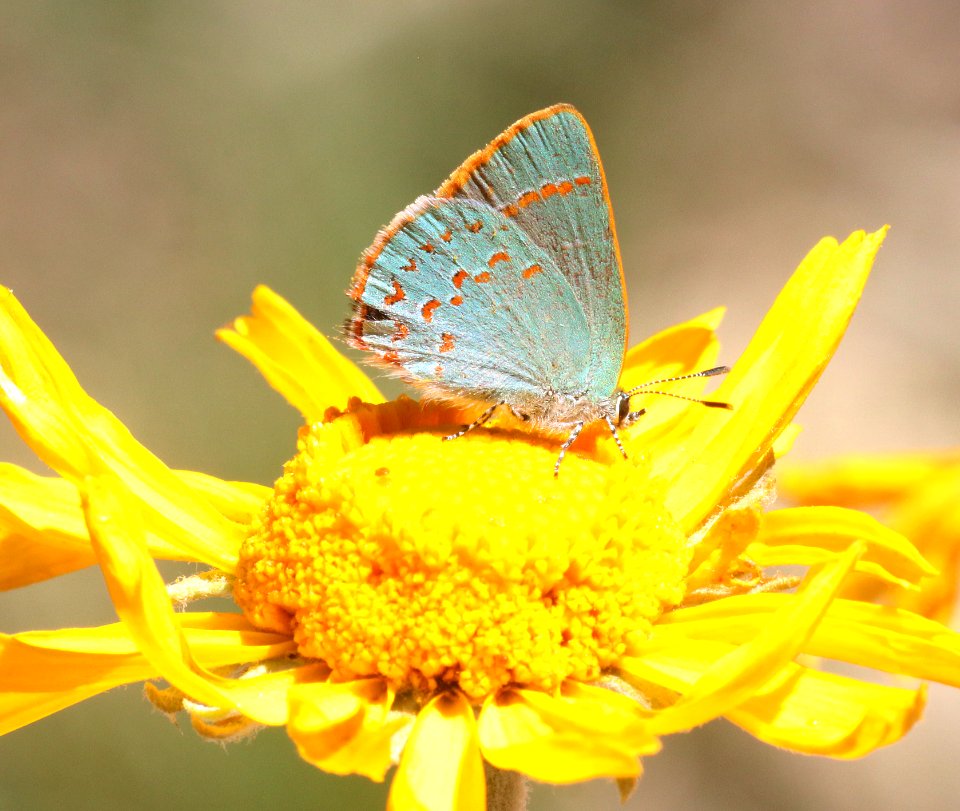 HAIRSTREAK, ARIZONA (Erora quaderna) (7-9-2020) upper hospital flats, mt graham, pinaleno mts, graham co, az -02