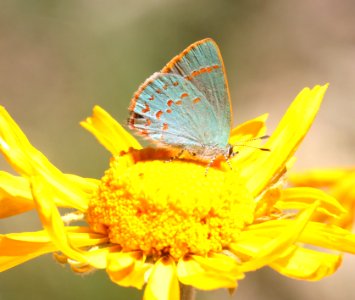 HAIRSTREAK, ARIZONA (Erora quaderna) (7-9-2020) upper hospital flats, mt graham, pinaleno mts, graham co, az -02