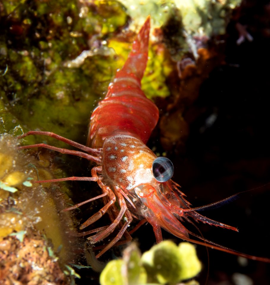 ShrimpND-0006