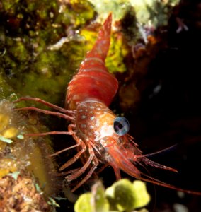 ShrimpND-0006