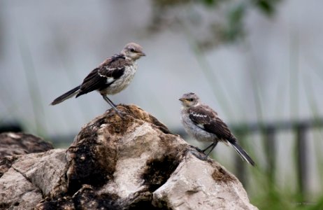 northern mockingbirds photo