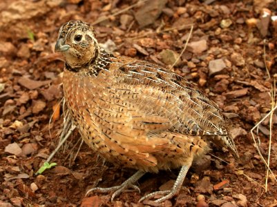 072 - MONTEZUMA QUAIL (8-24-2019) copper cyn, huachuca mts, cochise co, az -05
