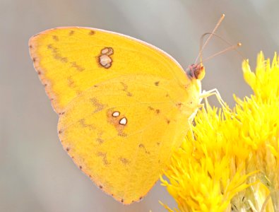 SULPHUR, CLOUDLESS (Phoebis senna) (11-3-2019) las cienegas nca, pima co, az -01