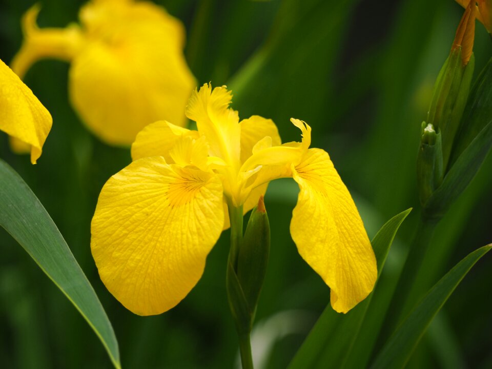 Flowers iris iris pseudacorus photo