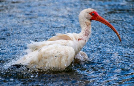 white ibis