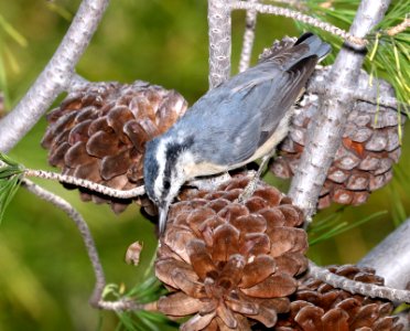 685 - RED-BREASTED NUTHATCH (11-22-2017) Rio Rico Golf Course, santa cruz co, az -01