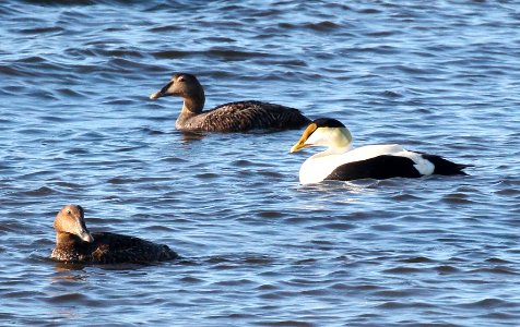 050 - COMMON EIDER (5-20-2015) rockingham co, new hampshire -05