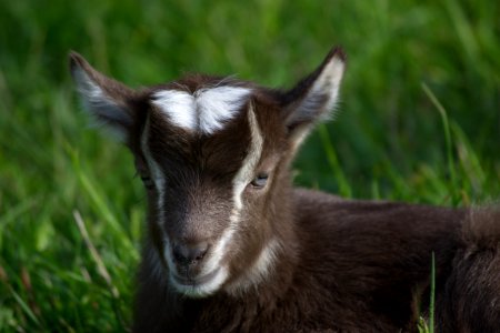Goat photo