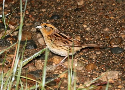 887 - LECONTE'S SPARROW (6-9-2018) grand forks co, nd -07