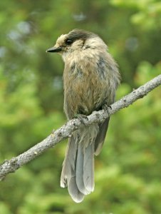 634-CANADA JAY (6-11-2019) denali park road, alaska -07