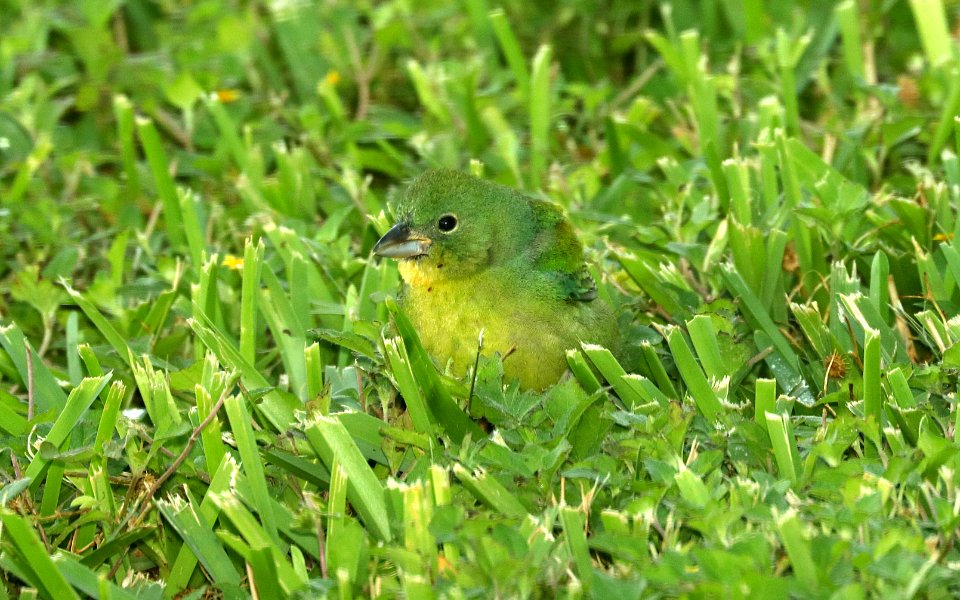 926 - PAINTED BUNTING (4-27-2019) female, convention center, south padre island, cameron co, tx -01
