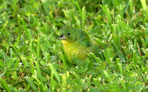 926 - PAINTED BUNTING (4-27-2019) female, convention center, south padre island, cameron co, tx -01