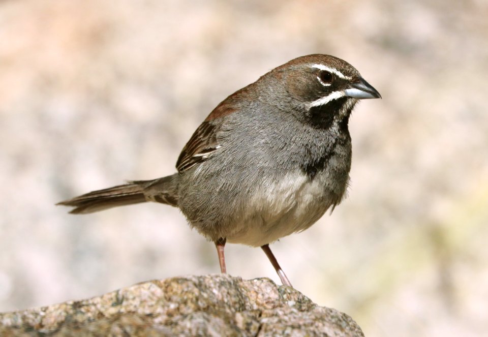 879 - FIVE-STRIPED SPARROW (5-24-2019) box canyon, santa rita mts, pima co, az -03