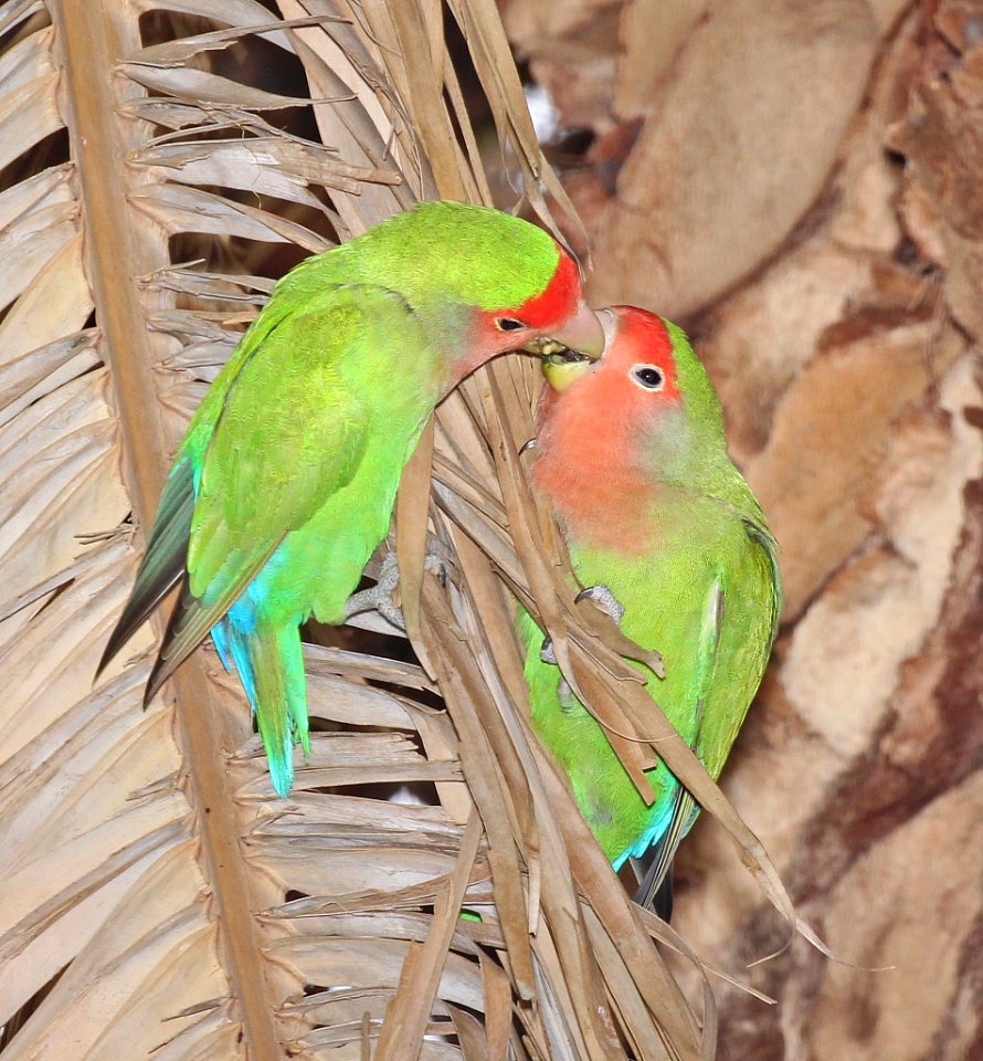 558 - ROSY-FACED LOVEBIRD (3-26-23015) encanto park, phoenix, az -01