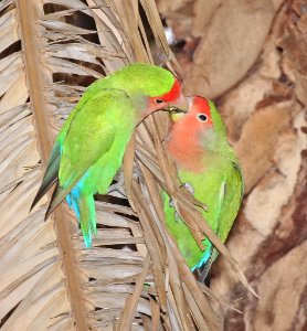 558 - ROSY-FACED LOVEBIRD (3-26-23015) encanto park, phoenix, az -01