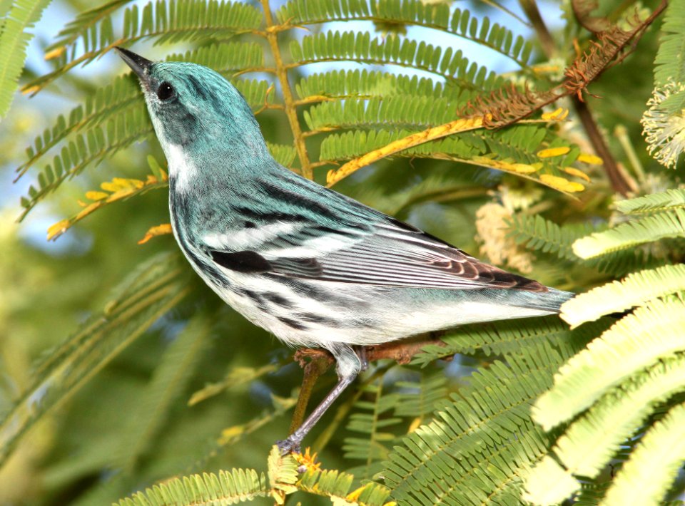 823 - CERULEAN WARBLER (4-19-12) convention center, south padre island, tx (1)